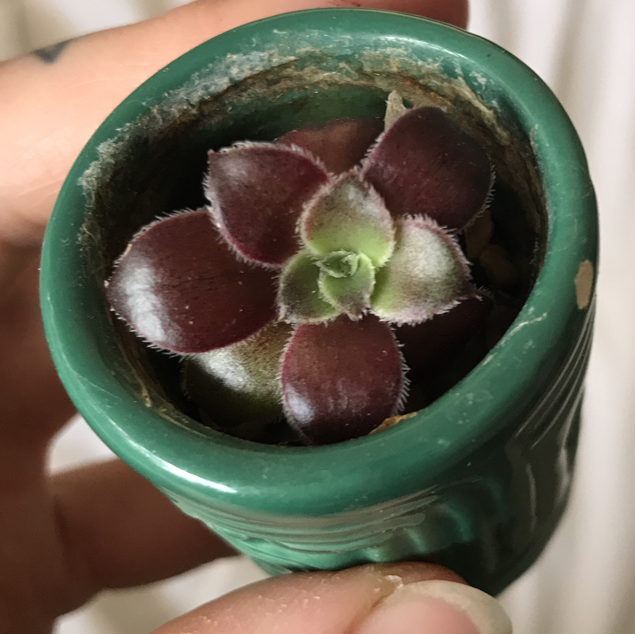 Aeonium arboreum 'Zwartkop' plant in a green pot, held by a hand.