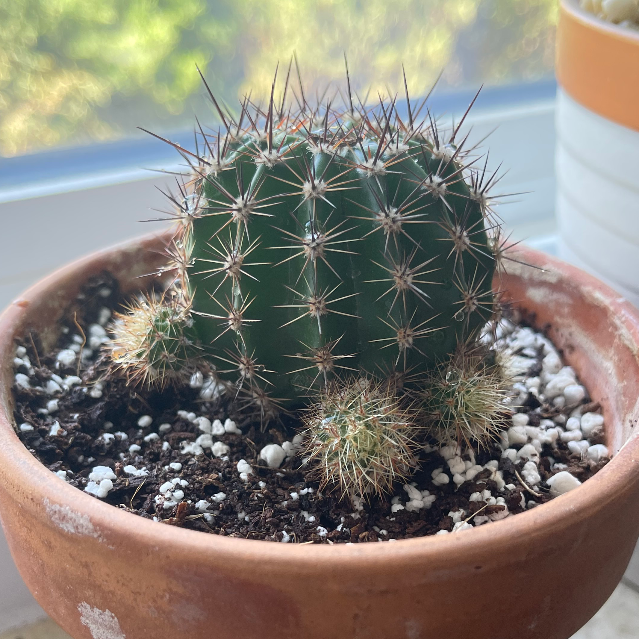 Close-up of a healthy Simpson's hedgehog cactus with sharp spines growing in a small terra cotta pot with pebble-topped soil.