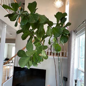 Fiddle Leaf Fig plant photo by @BoldCorn named Big fig on Greg, the plant care app.