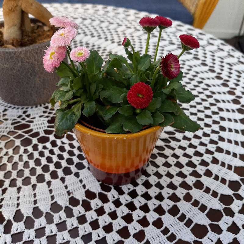 Potted daisy plant with red and pink flowers on a crocheted tablecloth.
