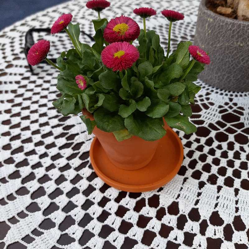 Potted Daisy plant with vibrant pink flowers on a crocheted tablecloth.