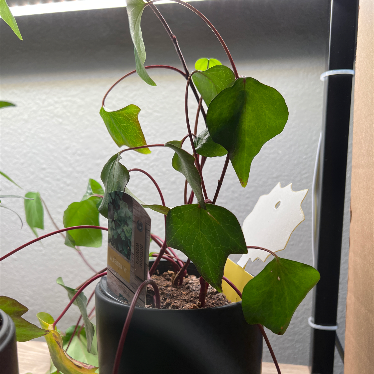 Potted Algerian Ivy plant with green, heart-shaped leaves indoors.