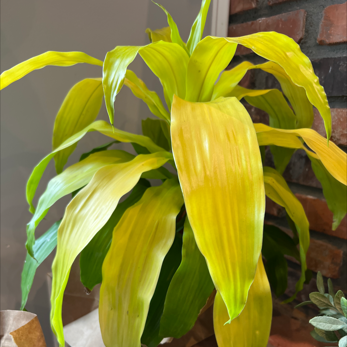 Dracaena Limelight plant with yellowing and browning leaves, indicating potential health issues.