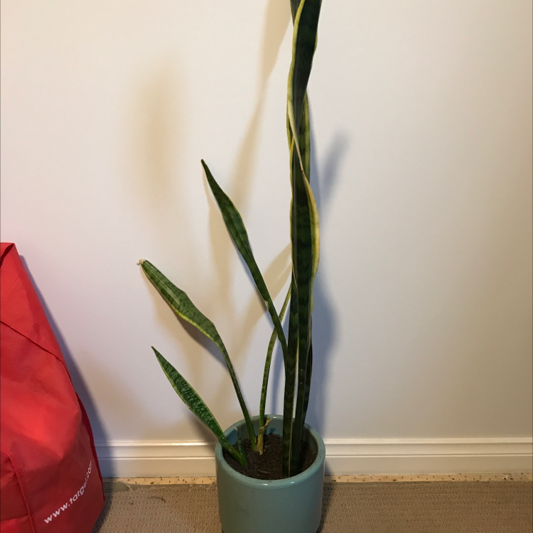 Sansevieria 'Lauren' plant in a pot with some yellowing on one leaf.