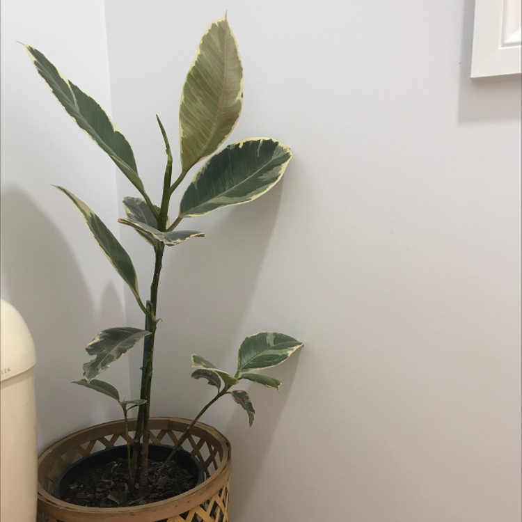 Ficus Decora plant in a pot with variegated leaves, placed in a corner.