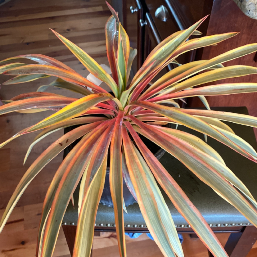 Spanish Dagger plant with long, narrow leaves in green, yellow, and red hues.