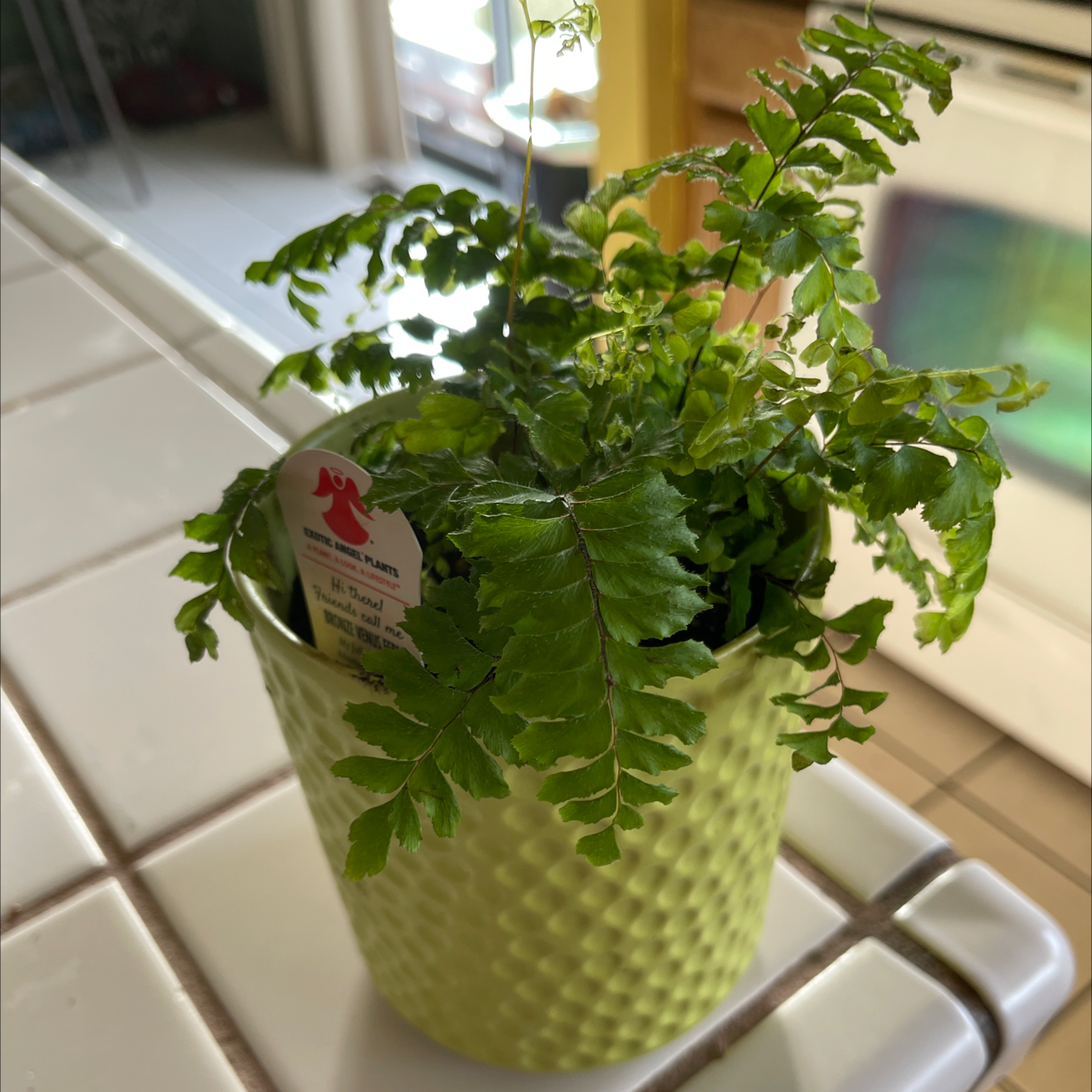 Potted Hemionitis raddiana plant with vibrant green leaves on a tiled surface in a kitchen setting.