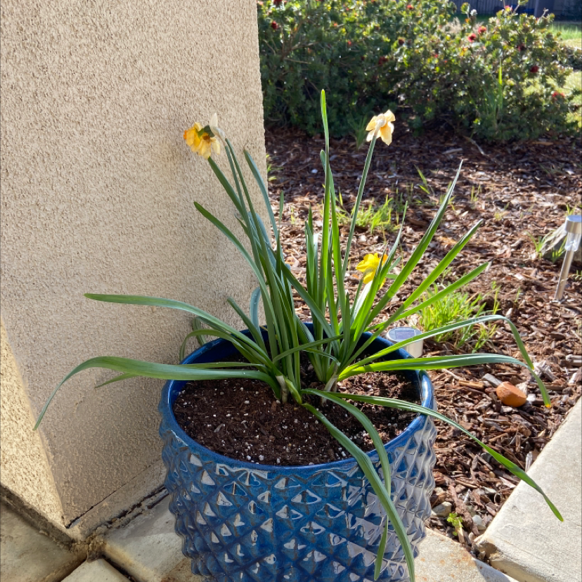 Potted daffodil plant with yellow flowers in a blue pot, visible soil, and garden background.