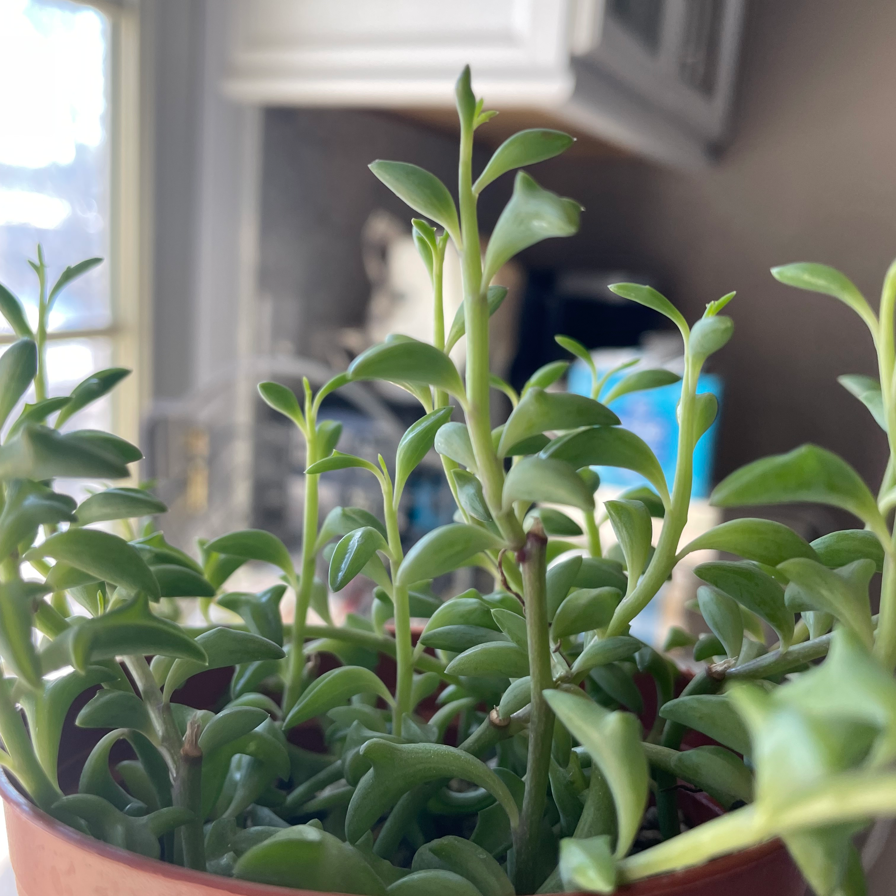 Photo of the plant species String of Dolphins by @BlobfishMaster named Dolfin on Greg, the plant care app