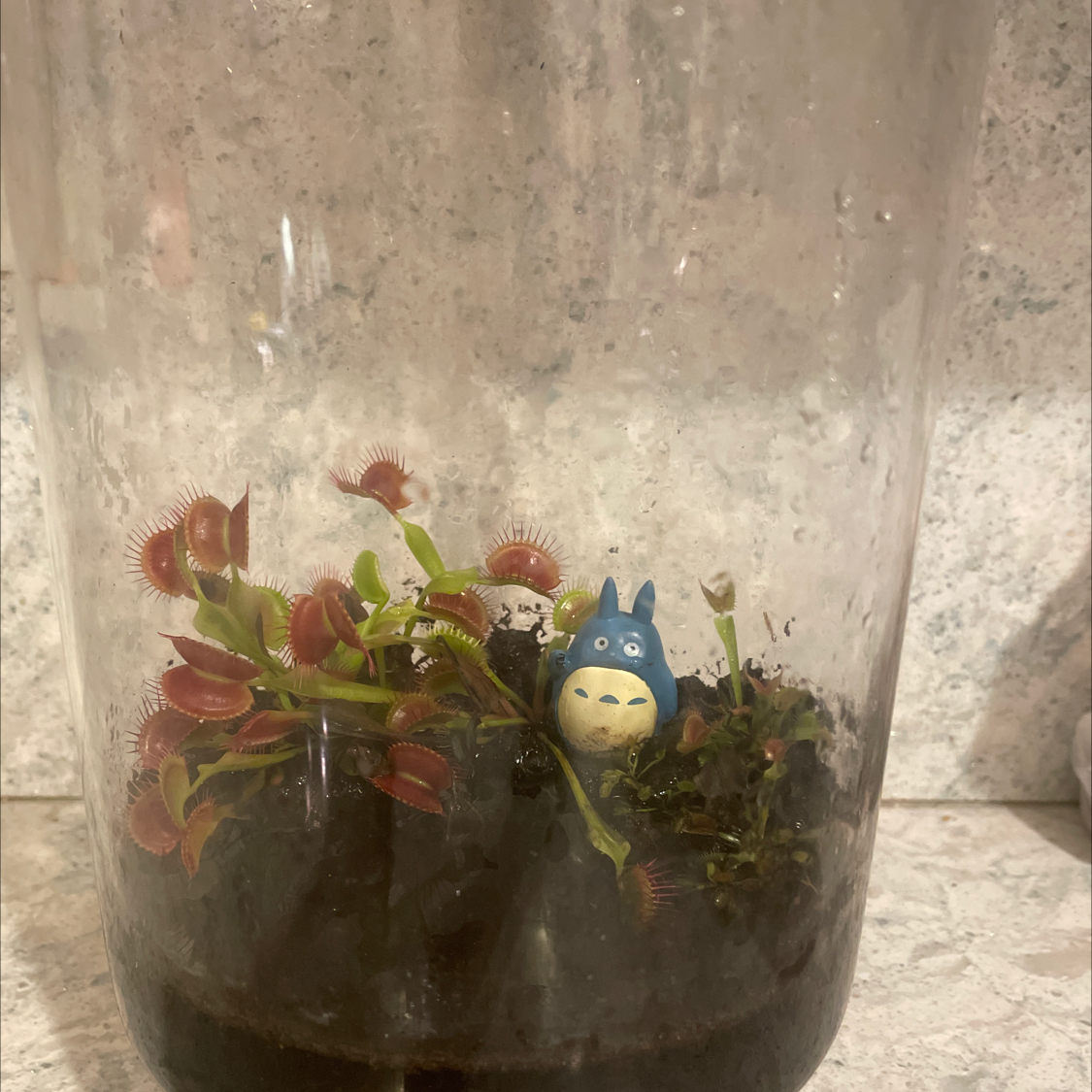 Red Piranha plant photo by @BlobfishMaster named Dumbledor on Greg, the plant care app.