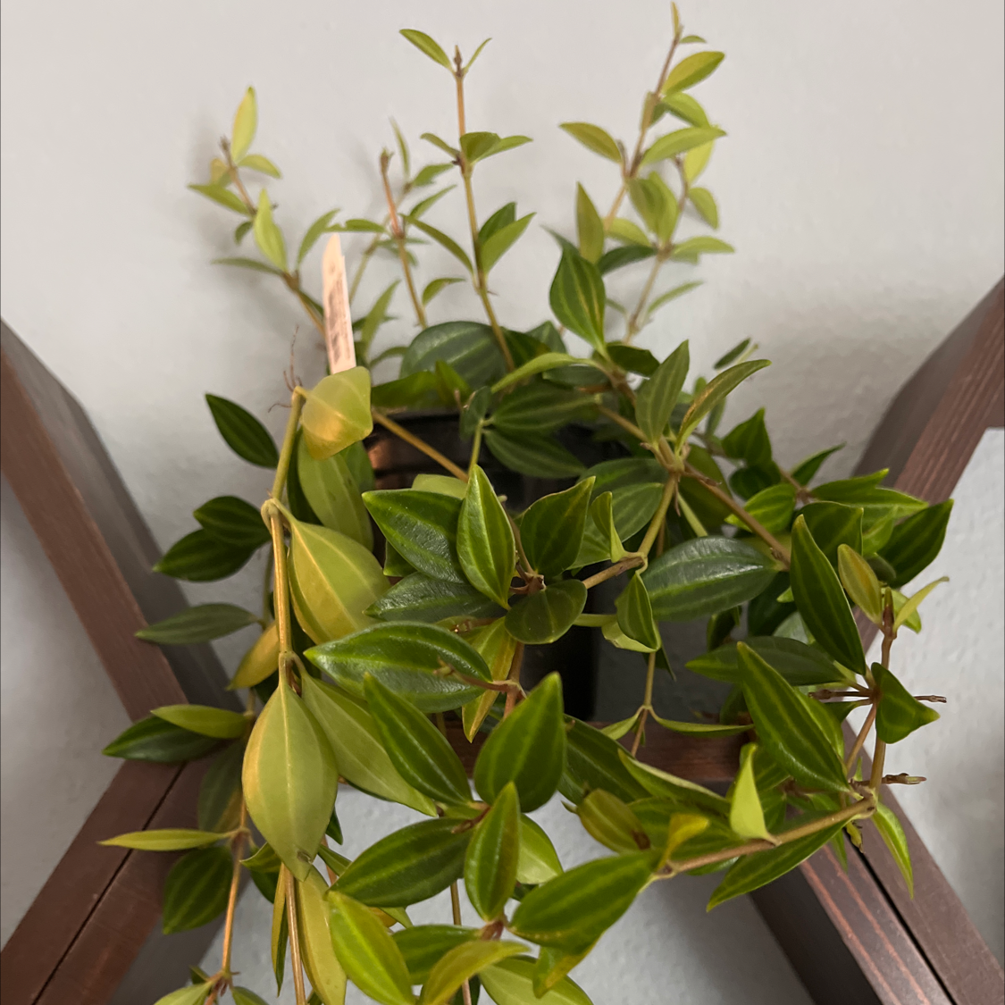 Beetle Peperomia plant with green leaves, some yellowing, in a pot.