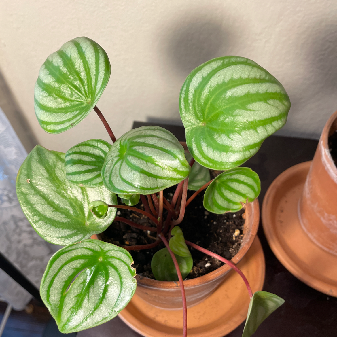 Watermelon Peperomia plant photo by @AceViszsla named Wayermelon begonia on Greg, the plant care app.