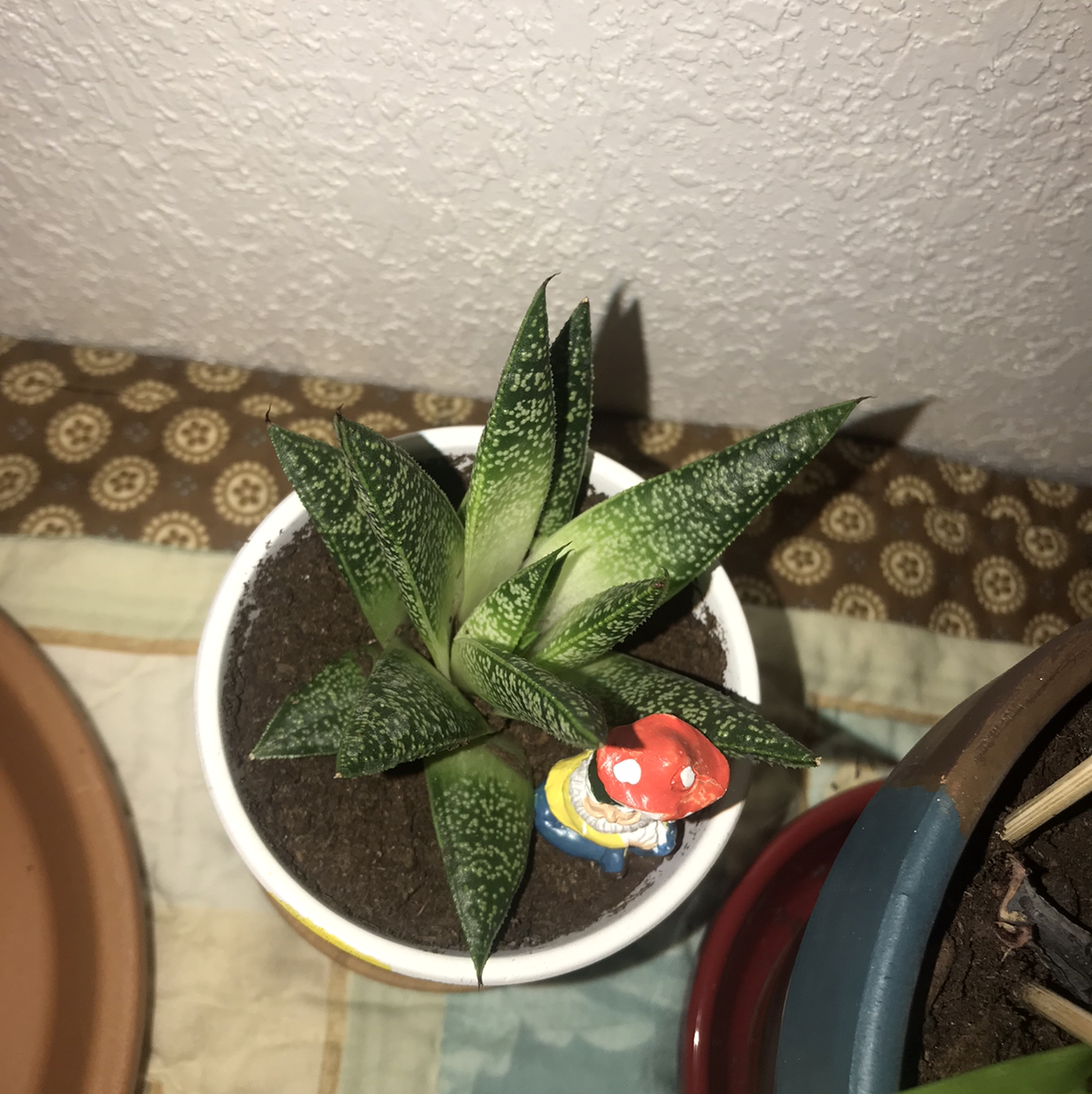 Tiger Aloe plant in a small pot with visible soil, appearing healthy.
