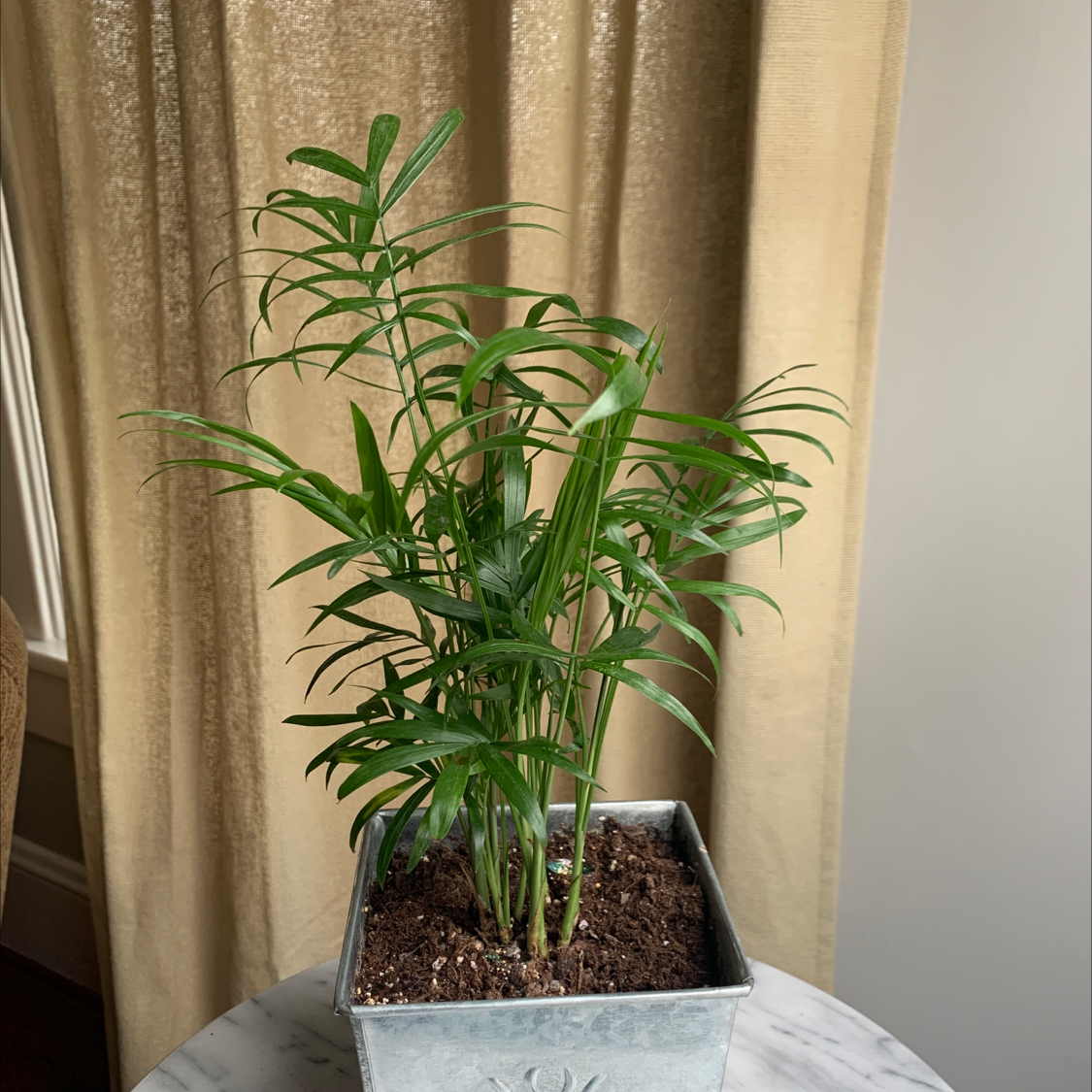 Healthy Bamboo Palm in a metal pot on a marble surface.