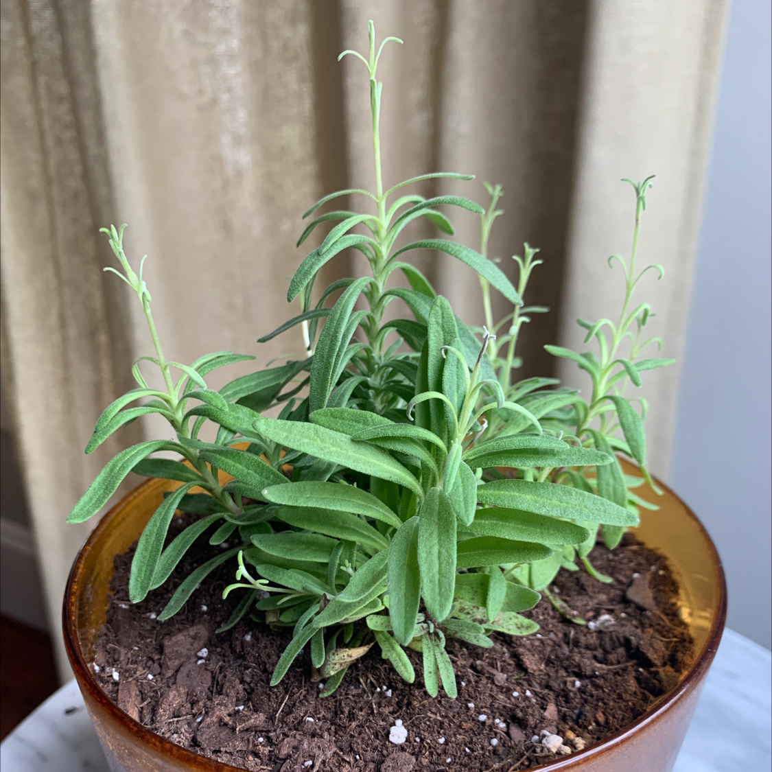 A healthy potted Lavender plant with visible soil and green leaves.