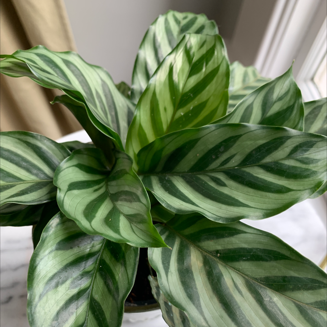 Healthy Fishbone Prayer Plant with lush green leaves featuring distinctive light green striped pattern resembling a fishbone.