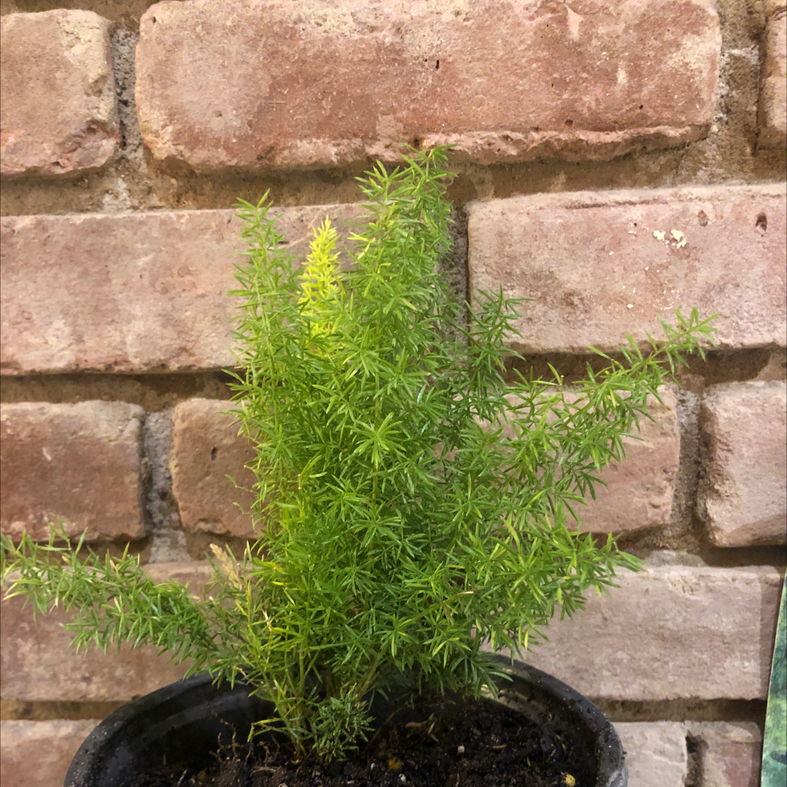 Sprenger's Asparagus plant in a pot against a brick wall background.