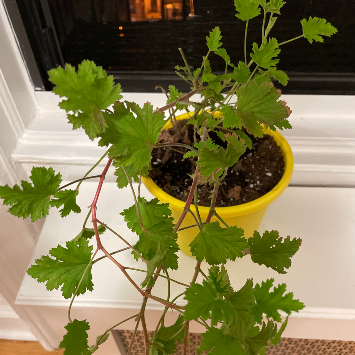 Sweet Scented Geranium in a yellow pot with some dried leaves in the soil.