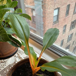 Mandarin Plant plant in New York, New York