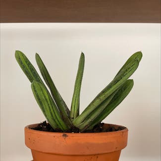 Cylindrical Snake Plant plant in New York, New York