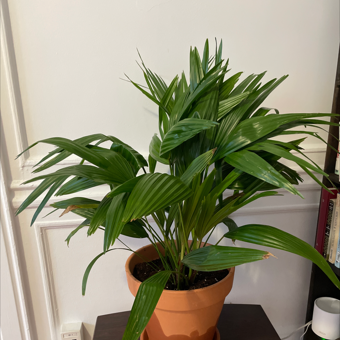 Chinese Fan Palm in a terracotta pot with vibrant green leaves.