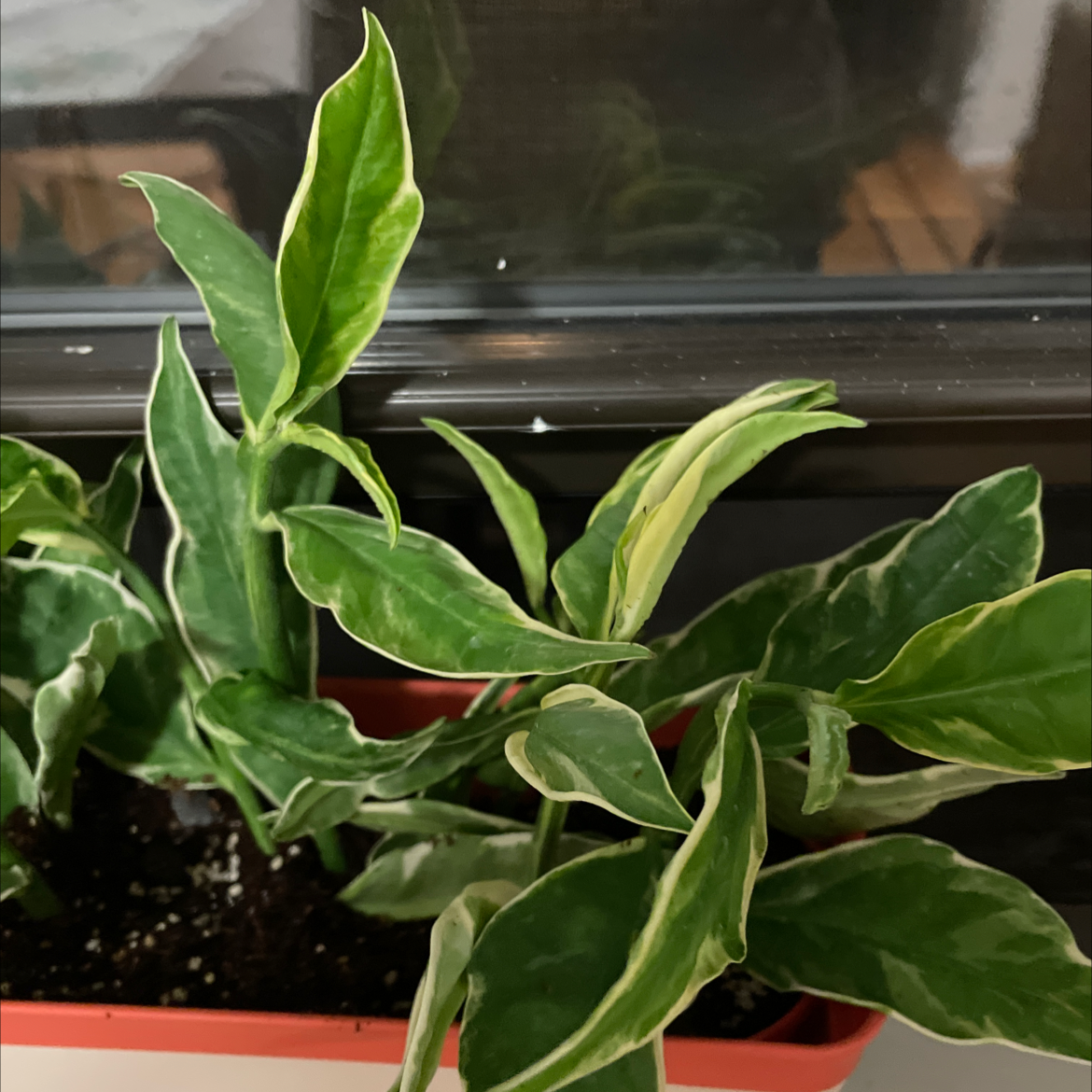 Potted Dumb Cane plant with vibrant green and white variegated pointed leaves, appearing healthy in a plastic grow pot on a shelf.