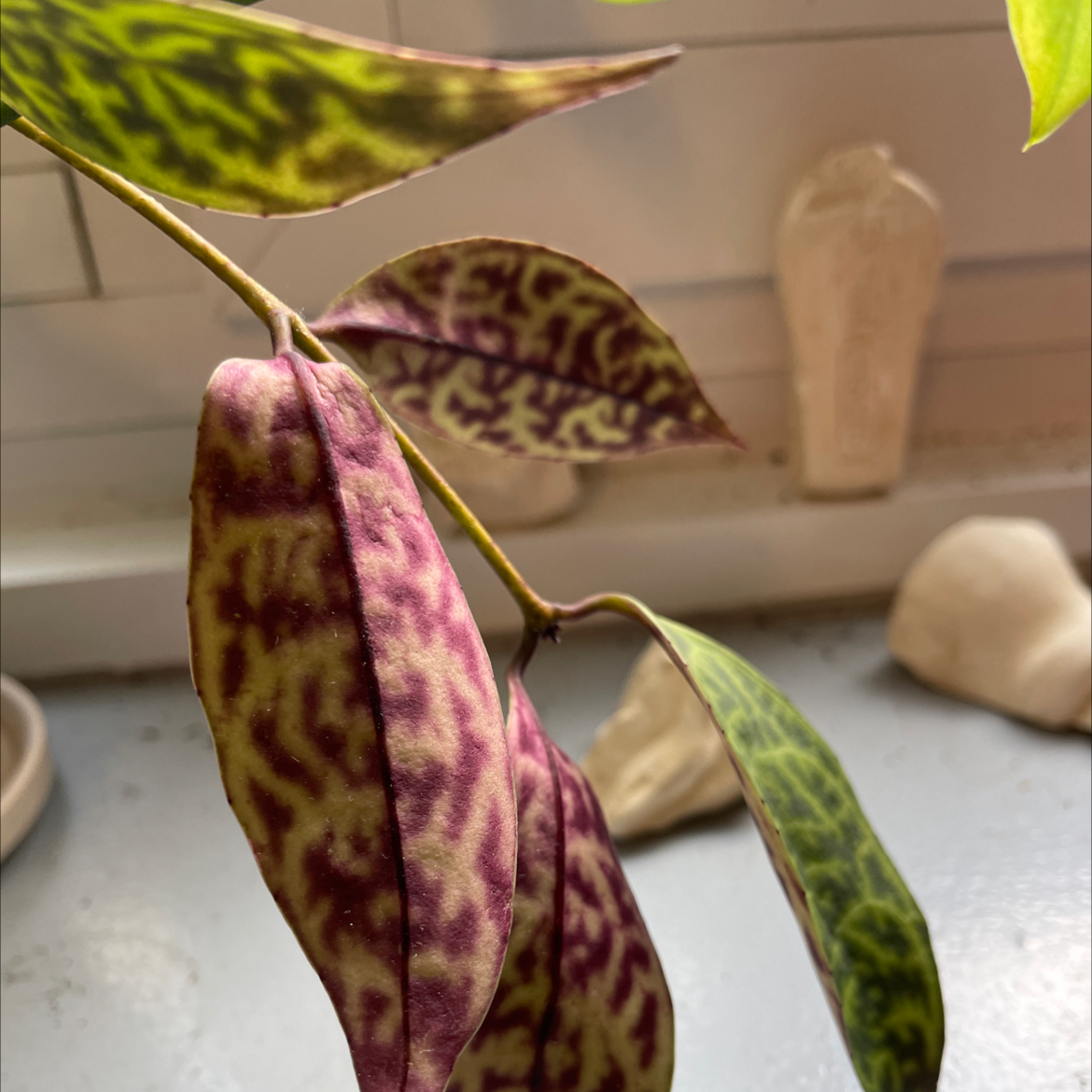 Variegated Lipstick Vine with green and purple patterned leaves.