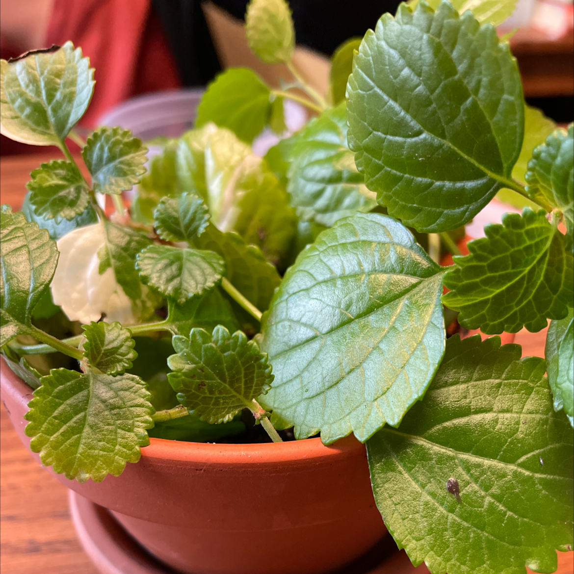 Swedish Ivy plant in a terracotta pot with healthy green leaves.