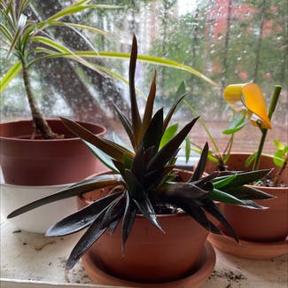 Aloe 'Black Gem' plant in New York, New York