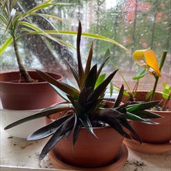 Aloe 'Black Gem' plant