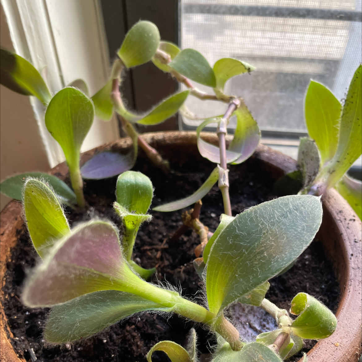 Potted White Velvet plant with fuzzy green leaves near a window.