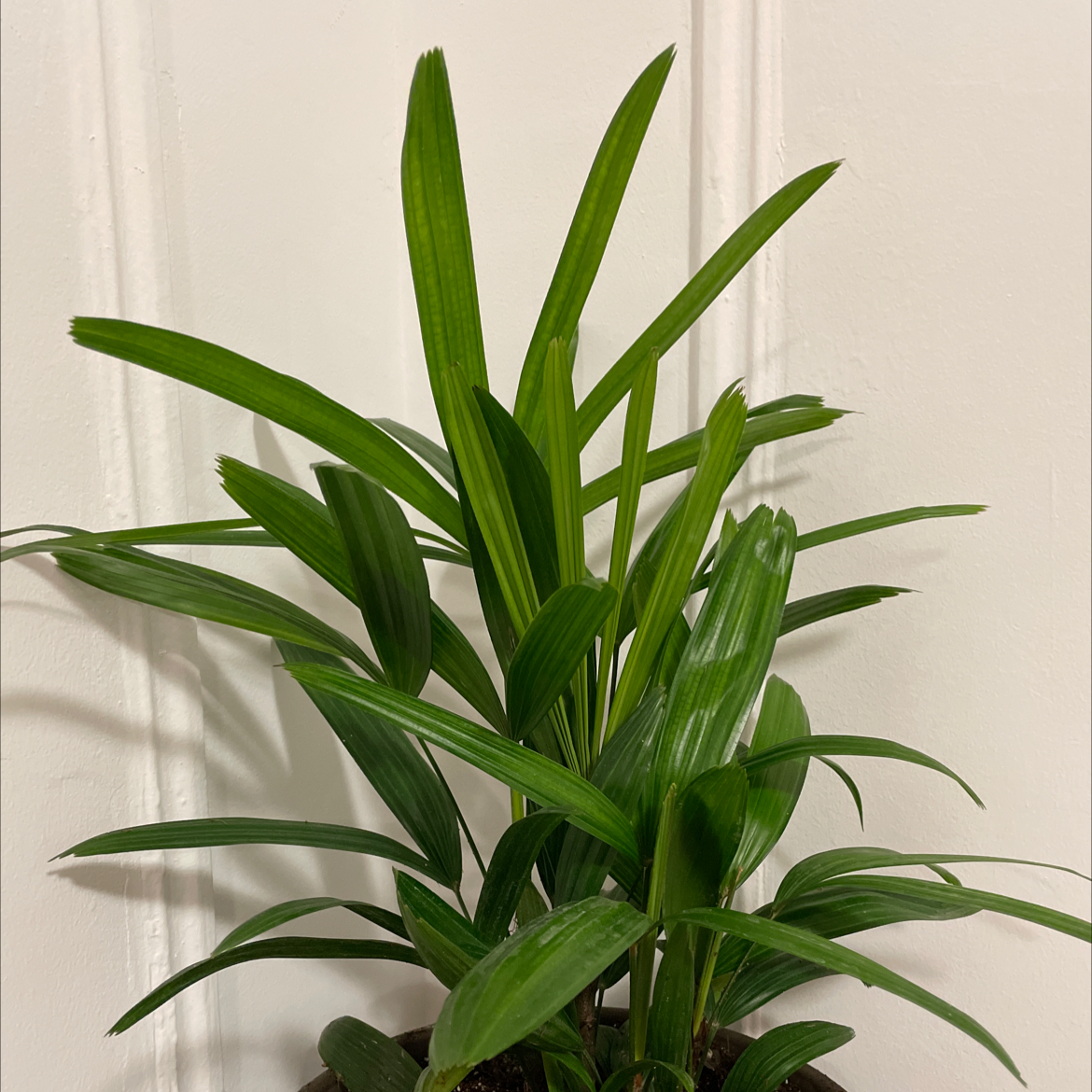 Healthy and vibrant Rhapis Palm plant with lush green fronds, photographed against a neutral background.