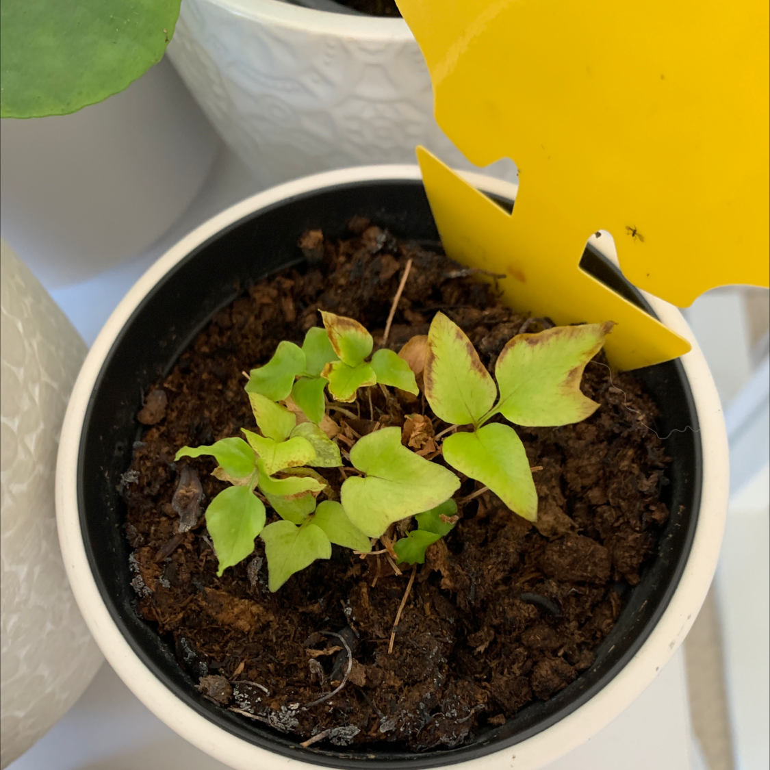 House Holly-Fern in a black pot with some browning leaves and visible soil.