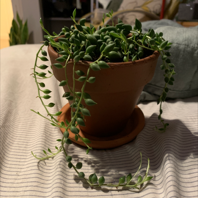 String of Raindrops plant in a terracotta pot, healthy green leaves.
