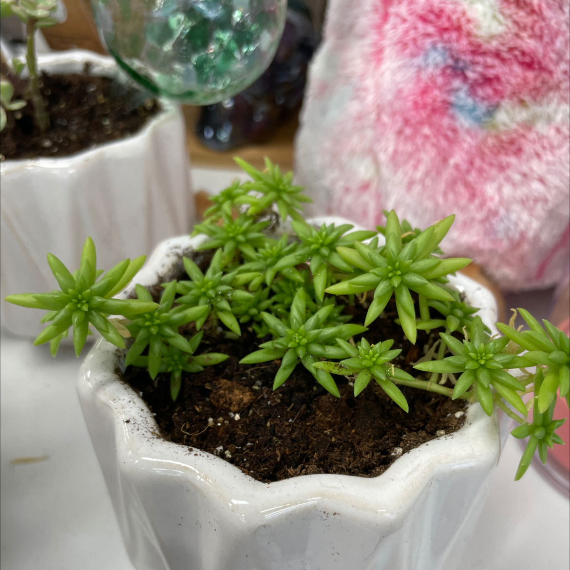 Healthy Portulaca grandiflora succulent plant with green rosette leaves in a white ceramic pot, soil visible.