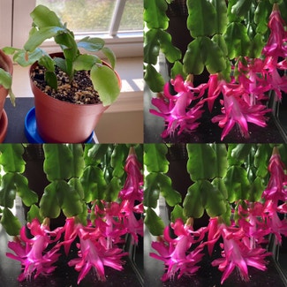 True Christmas Cactus plant in Somewhere on Earth