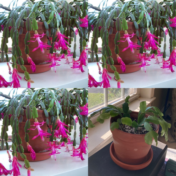 Photo of the plant species True Christmas Cactus by @Elity named Noëlla on Greg, the plant care app