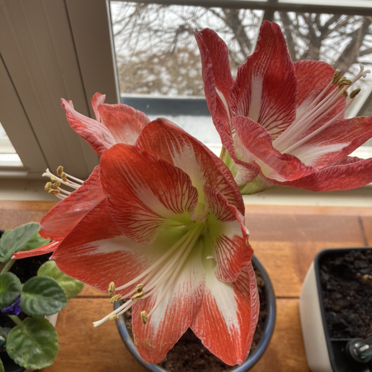 Photo of the plant species Minerva Amaryllis by @Elity named Amaryllis on Greg, the plant care app
