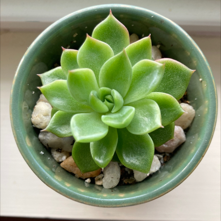 Photo of the plant species Echeveria 'Green Prince' by @Elity named Green Prince on Greg, the plant care app