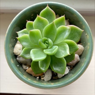 Echeveria 'Green Prince' plant in Somewhere on Earth