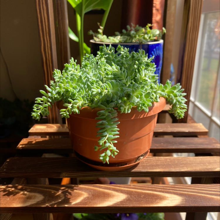 Healthy Corsican Stonecrop in a terracotta pot on a wooden shelf.