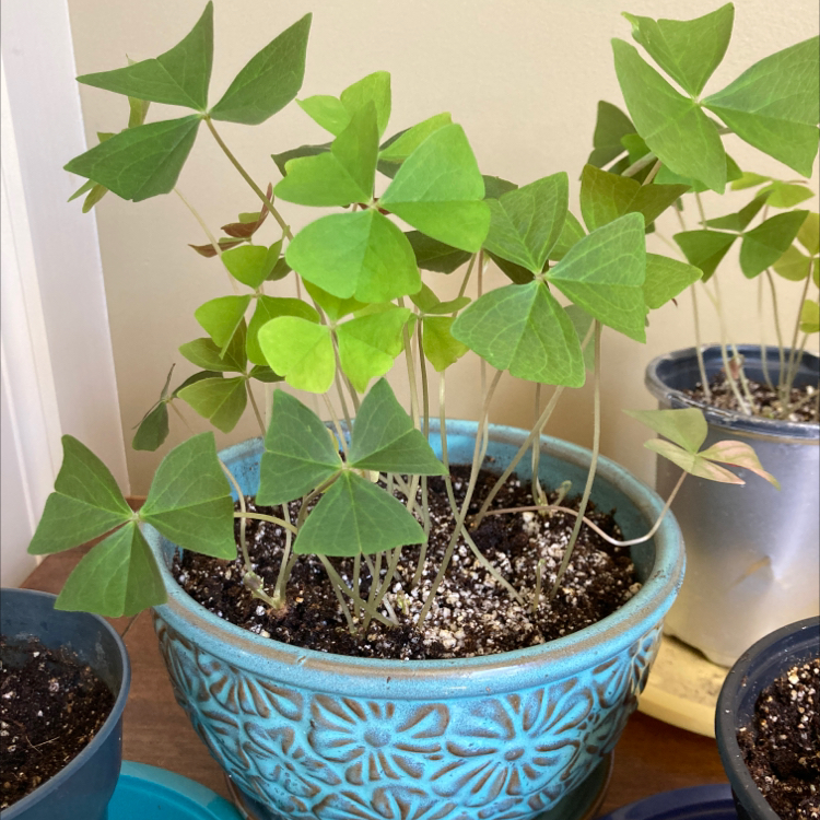 Photo of the plant species Green Shamrock by @Elity named Lucky on Greg, the plant care app