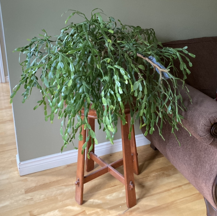 Photo of the plant species True Christmas Cactus by @Elity named Liana on Greg, the plant care app