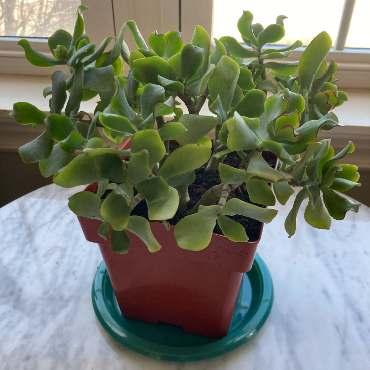 Photo of the plant species Ripple Jade by @Elity named Rippley on Greg, the plant care app