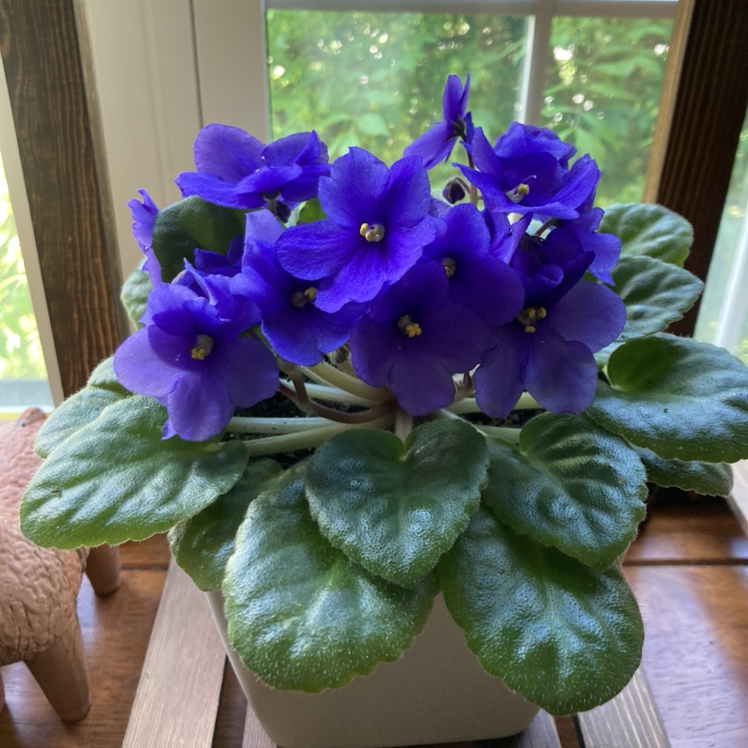 Photo of the plant species African Violet by @Elity named Violet on Greg, the plant care app