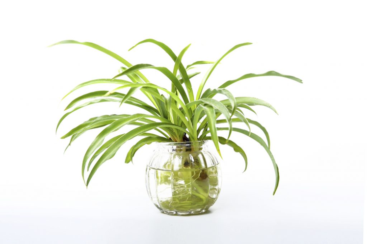 Photo of the plant species Spider Plant by @Elity named Charlotte on Greg, the plant care app