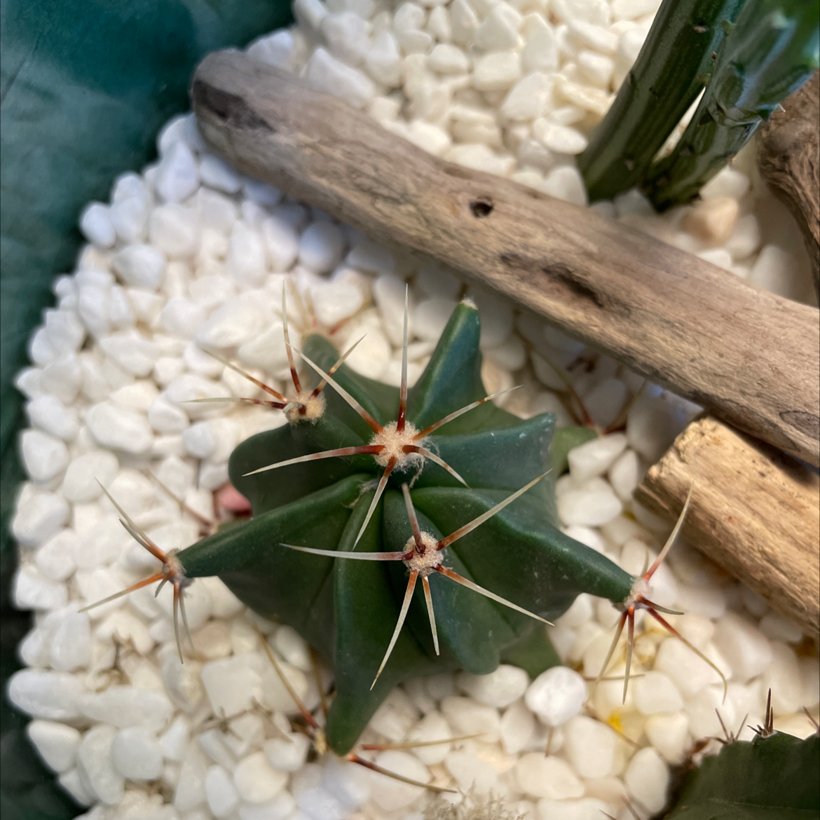 Devil's Pincushion cactus surrounded by white pebbles and wooden pieces.