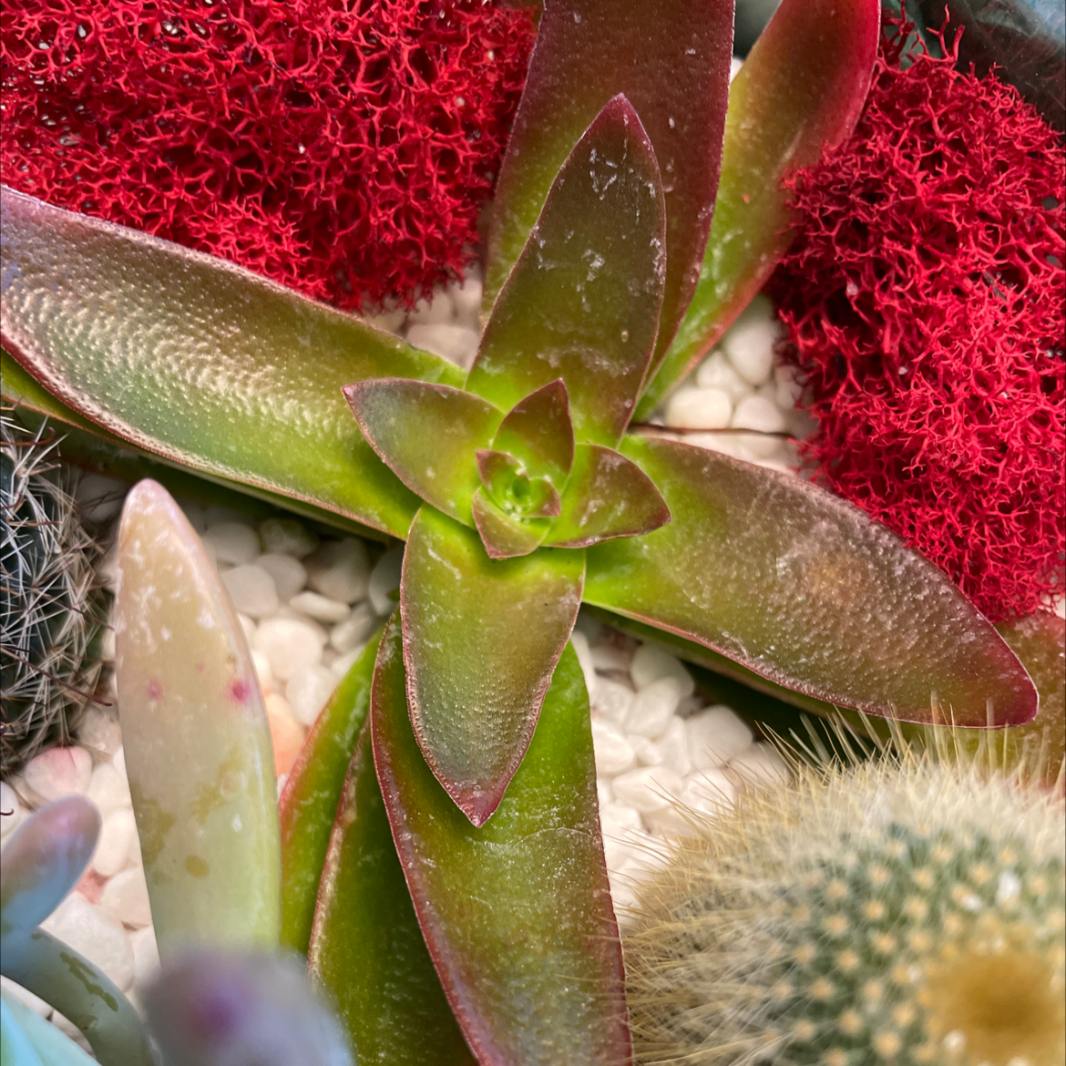 Plush Plant succulent with green and reddish leaves, surrounded by red moss and other plants.
