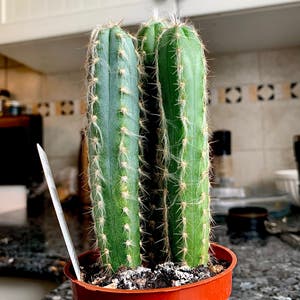 Blue Columnar Cactus plant photo by @JBgardens named Kelvin on Greg, the plant care app.