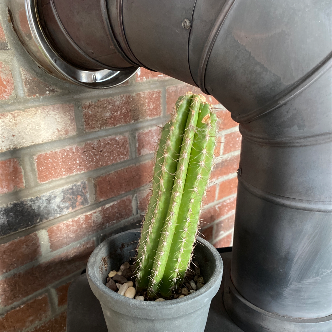 Pleated Cereus cactus in a pot against a brick wall and metal pipe.
